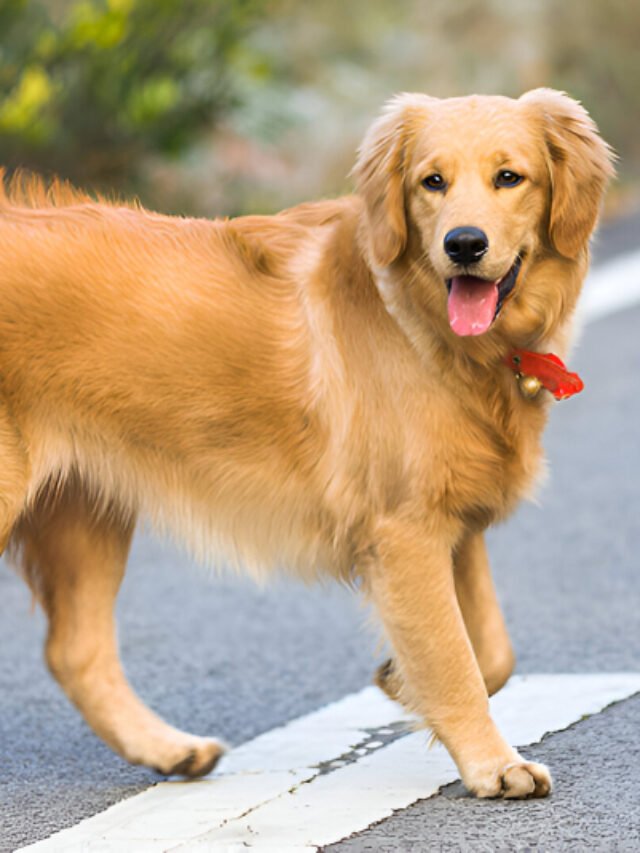Top 10 Friendly Dogs to pet in India!