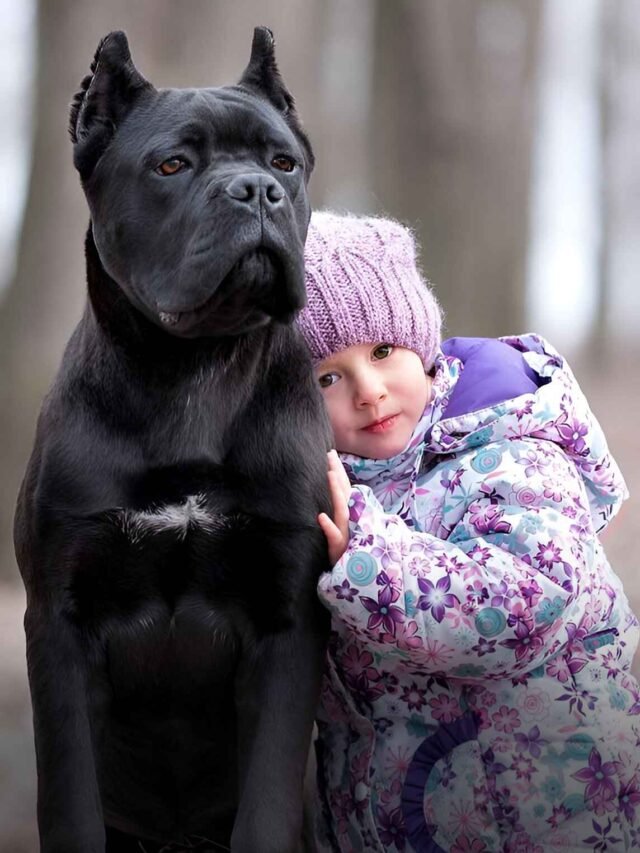 Top 10 Guard Dog Breeds That Will Die Protecting You!