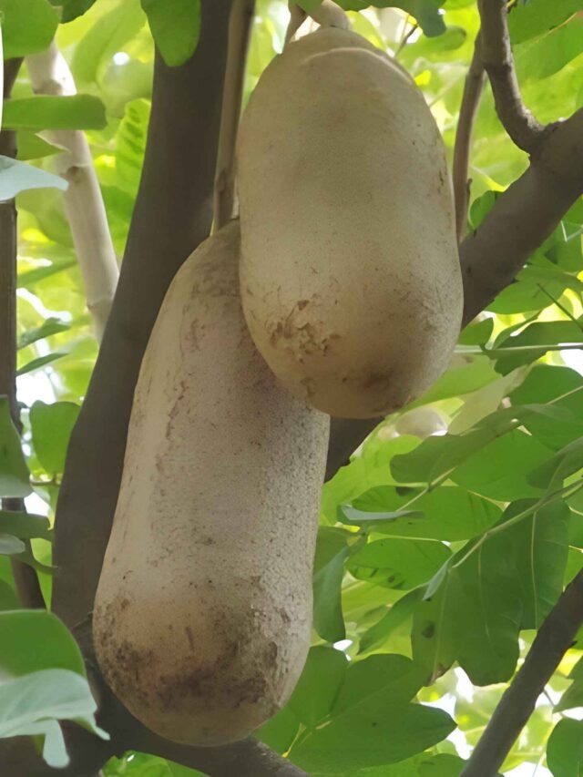 पथरी को जड़ से खत्म करे ये देसी खीरा! जानें बालम खीरे का सही उपयोग और जबरदस्त फायदे!